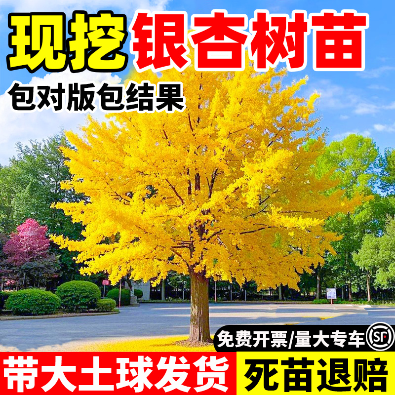 银杏树活苗大苗绿植南北种植