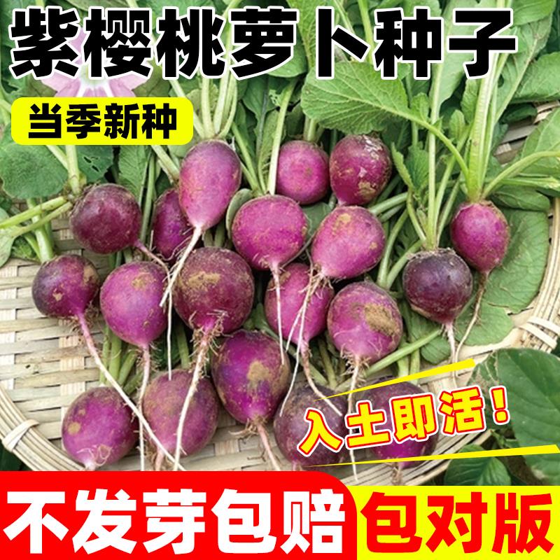 紫樱桃水果萝卜种子四季樱桃萝卜蔬菜庭院阳台盆栽易活农家种籽孑