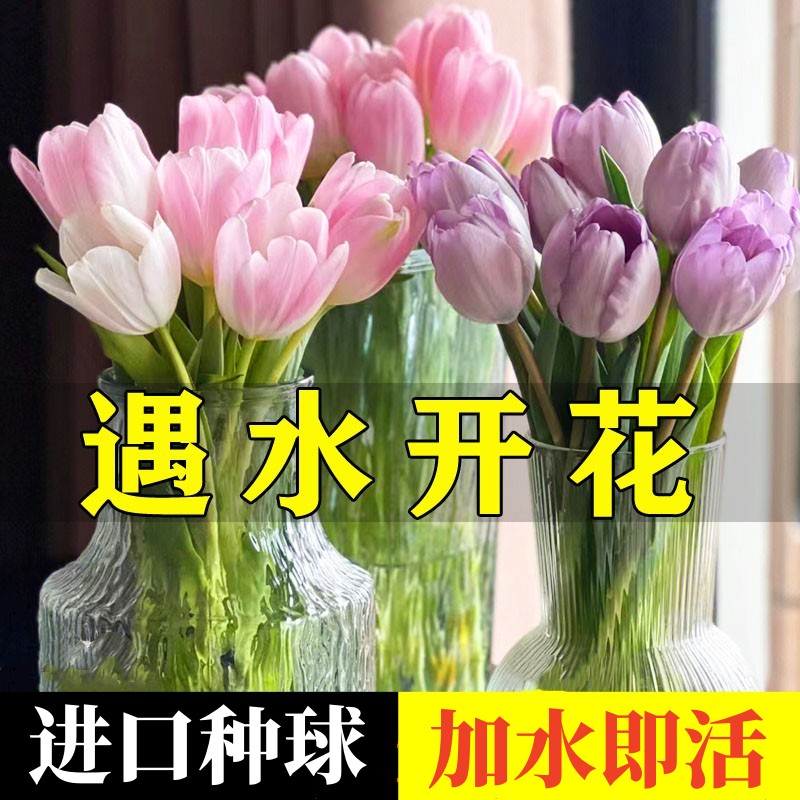 郁金香种球水培花卉盆栽荷兰进口四季开花好活土养室内阳台花种