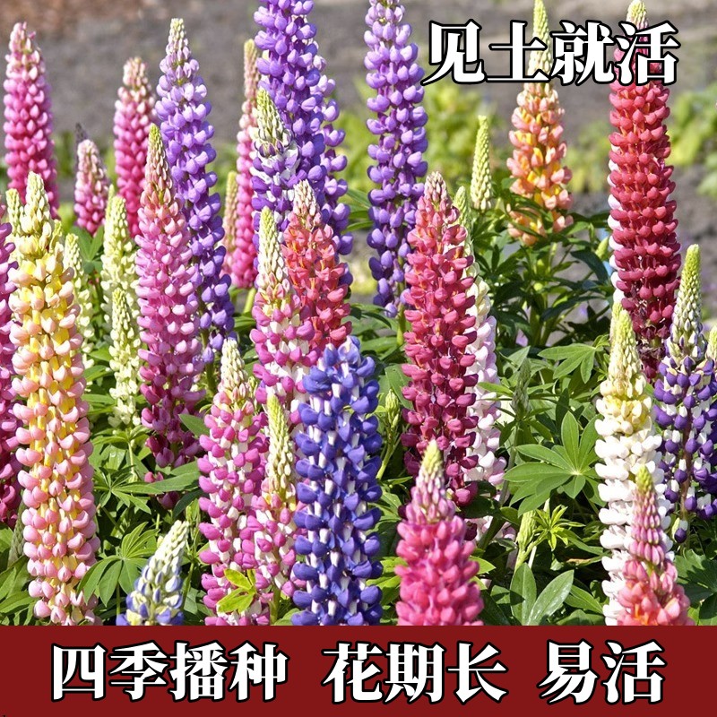 鲁冰花种子四季播种羽扇豆花种易活开花庭院阳台盆栽花卉植物种孑