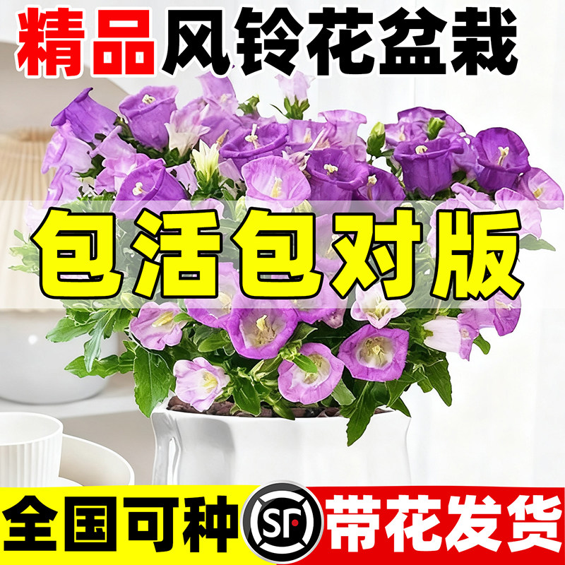 酒杯风铃花盆栽带苞鲜花丹麦重瓣紫色蓝花苗客厅阳台四季花卉绿植