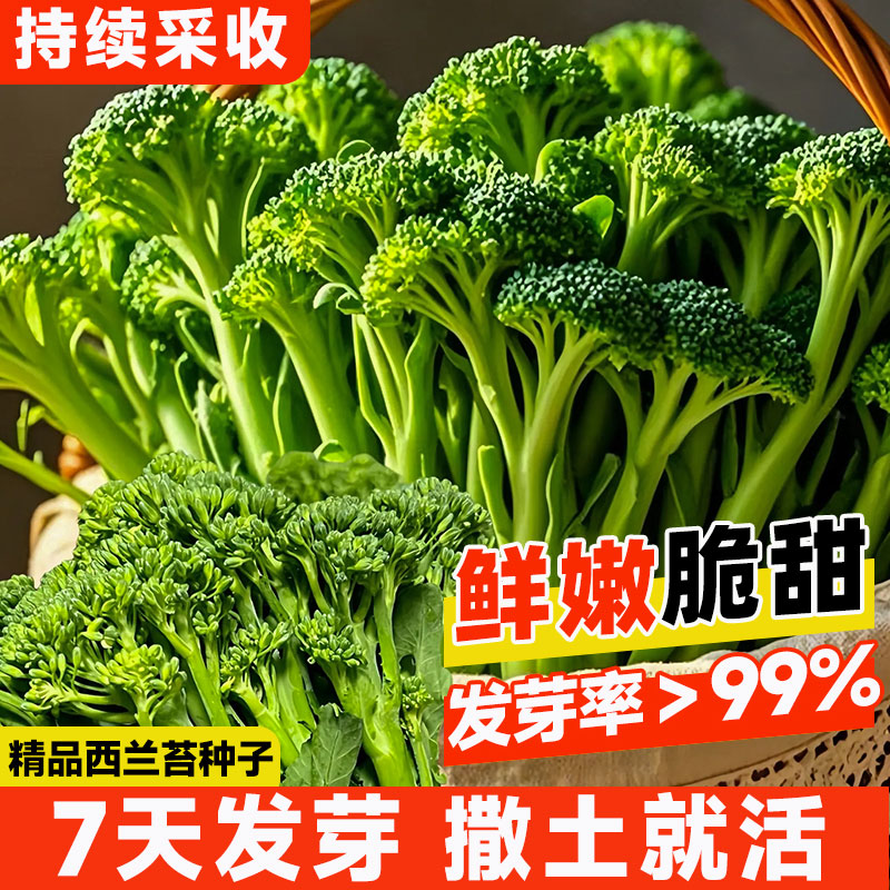 西兰苔种子花籽春季秋蔬菜
