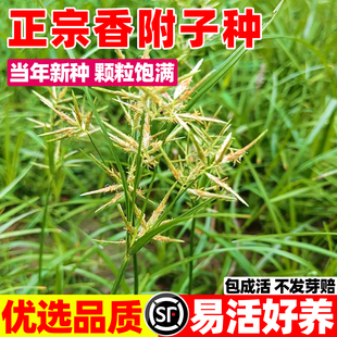 香附子种子地沟草山芽草种莎草雷公头种籽四季种植易活中药材种苗