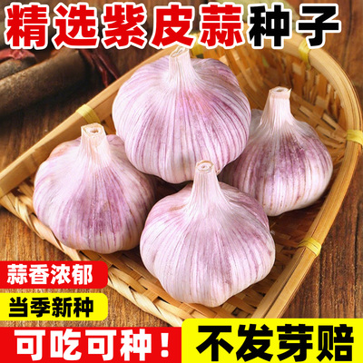 紫皮大蒜种子农家宽叶籽红