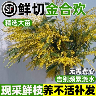 金合欢鲜切花小众山货花材家用插花可做干花云南昆明基地直发顺丰