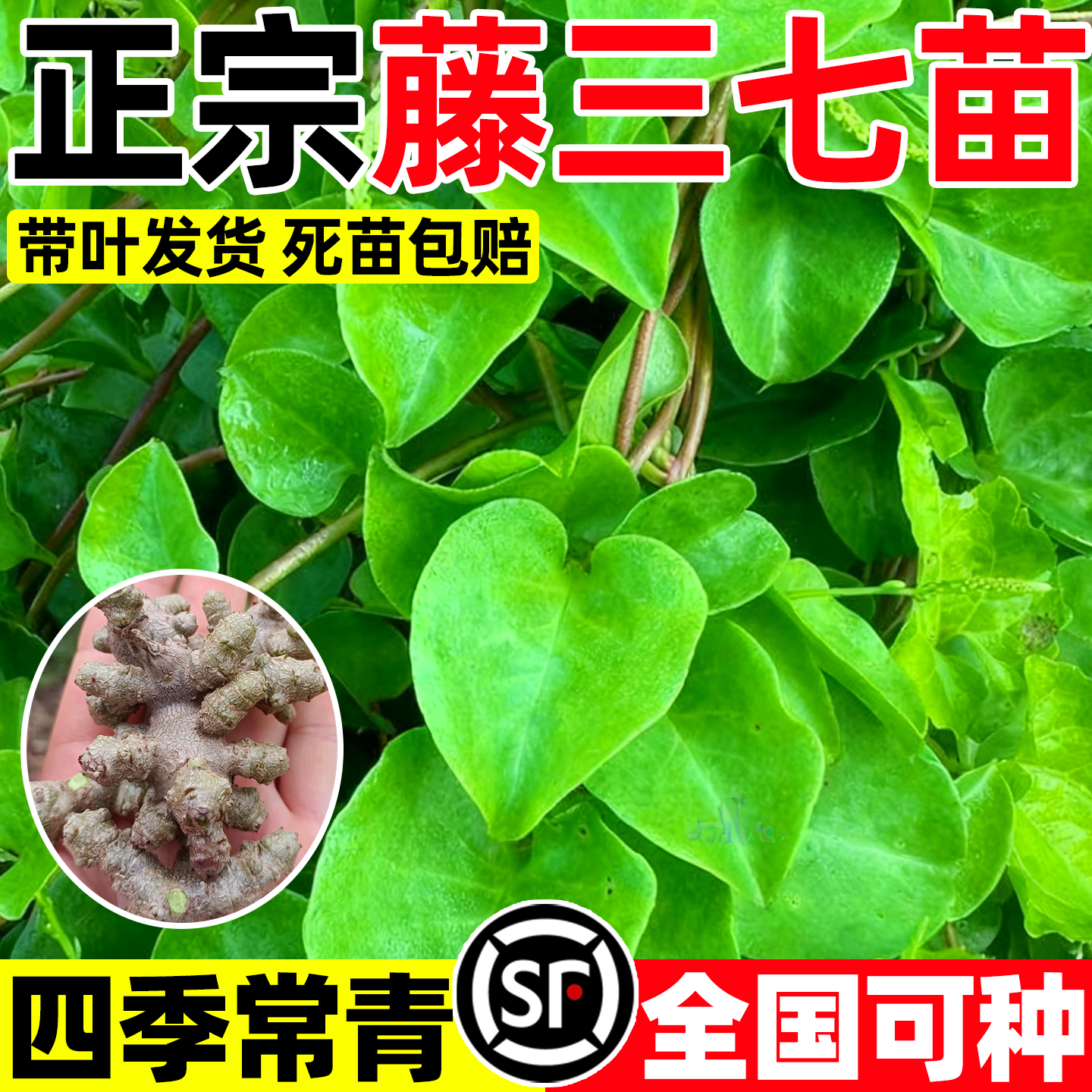 藤三七种球植物苗根茎爬藤绿植