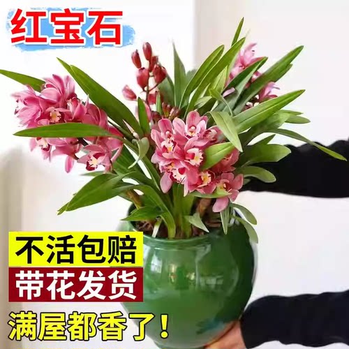 大花蕙兰盆栽带花兰花苗红宝石室