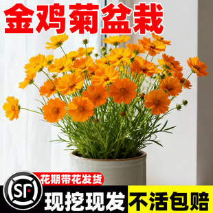 金鸡菊盆栽进口小闹钟多年生耐热耐冻阳台庭院花园爆多花美化花卉