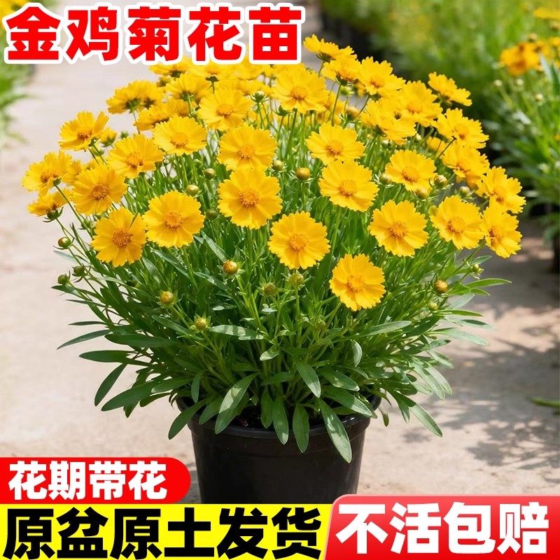 重瓣金鸡菊盆栽阳台庭院花园多年