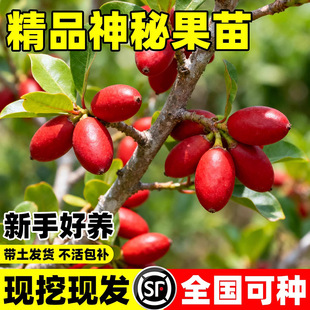 神秘果果树果苗四季阳台庭院盆栽地栽云南神秘果树苗鲜果乾变味果