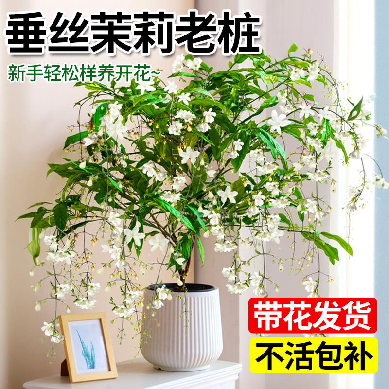 垂丝茉莉盆栽带花苞大苗吊兰垂吊