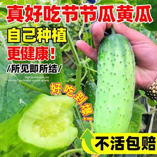 真好吃节节瓜水果黄瓜种子地栽阳台盆栽高产春秋播种黄瓜蔬菜种籽