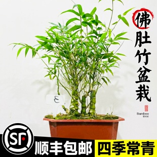 老桩矮化罗汉竹小盆景室内客厅办公室桌面佛肚竹盆栽四季常青竹子