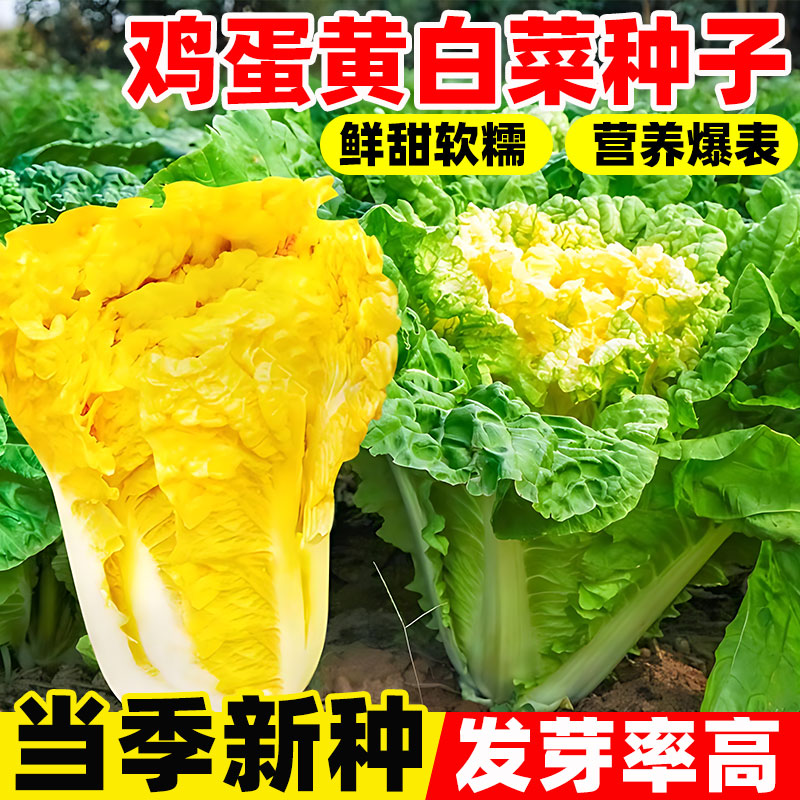 鸡蛋黄奶油白菜种子耐寒秋季黄心