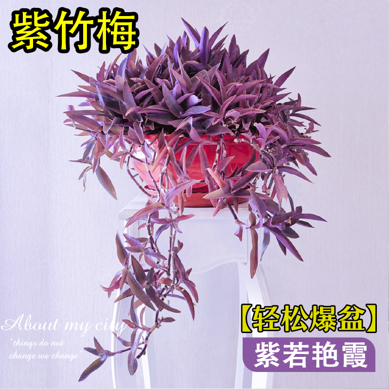 紫竹梅盆栽庭院四季垂吊老桩花卉绿植吊兰植物紫罗兰室内阳台好养