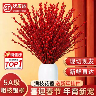 银柳真花鲜枝好养年宵花卉鲜切花客厅摆件福桶带花瓶水培室内植物