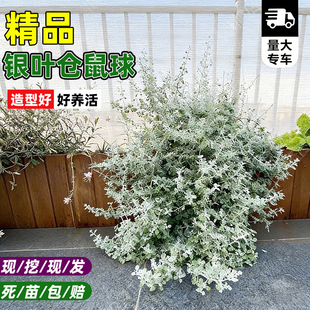 银叶仓鼠盆栽银灰色花多年生耐热耐寒灌木植物阳台庭院花卉好养活
