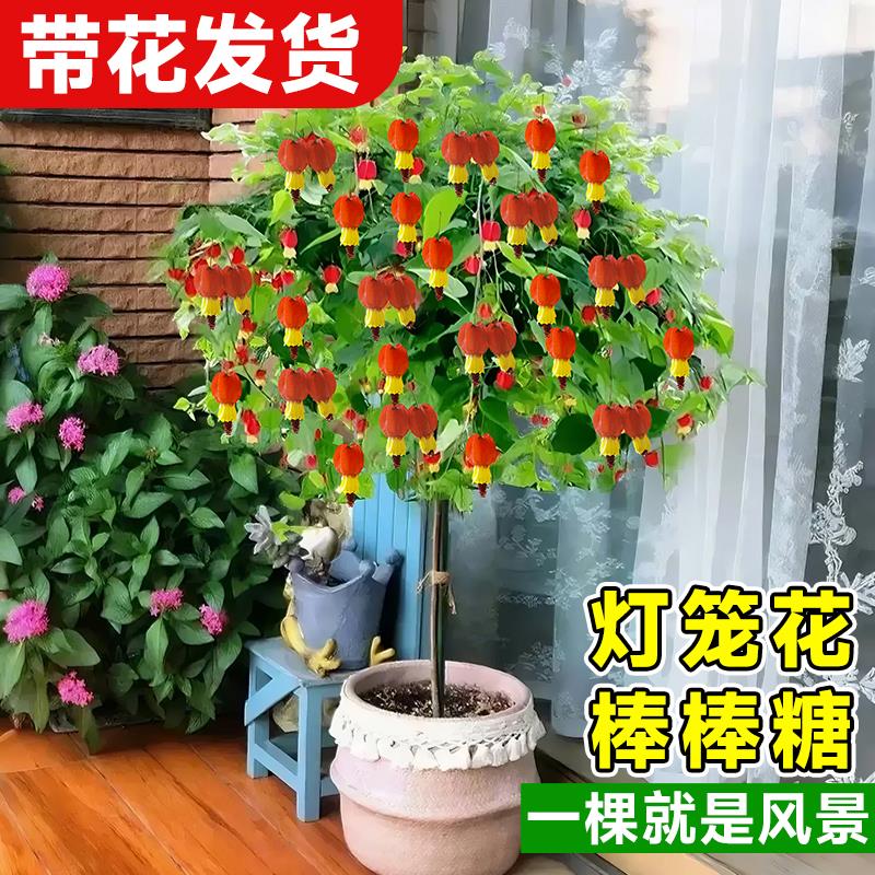 棒棒糖灯笼花阳台爬藤绿植物