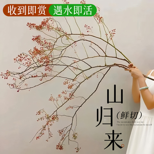 山归来鲜切花室内鲜花家用插花客厅绿植水养蔷薇果干枝条水培植物