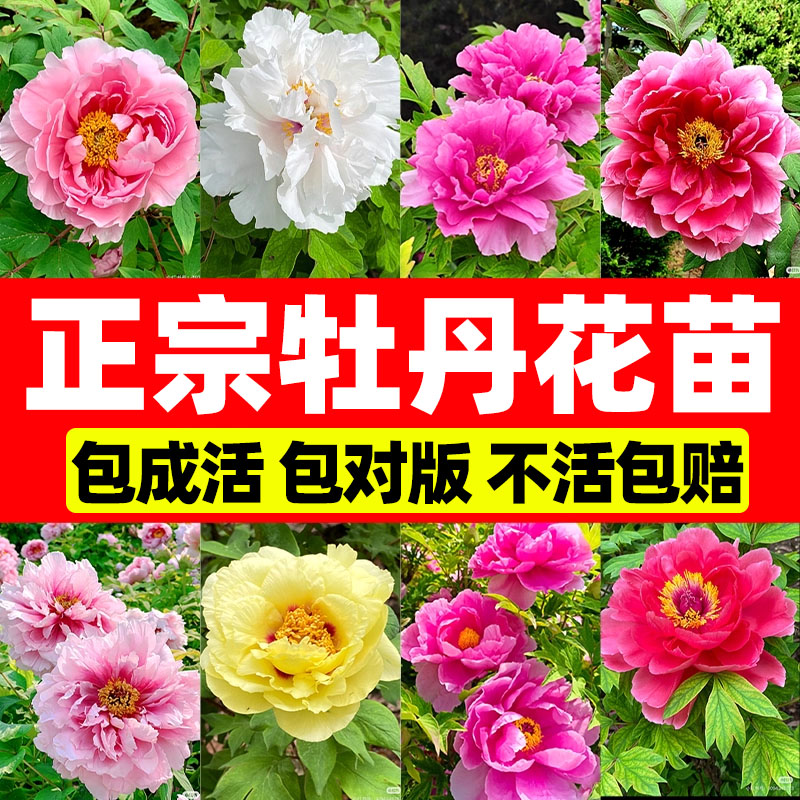 牡丹花盆栽重瓣花卉牡丹花树苗