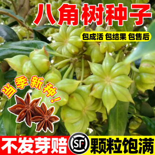八角种子家庭农家种植蔬菜种子散装茴香种子调料大茴香八角树种籽