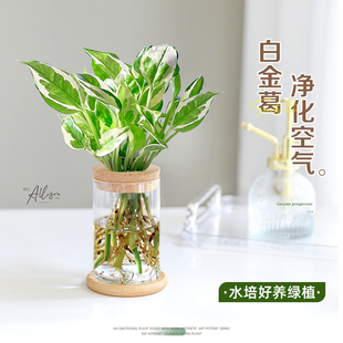 水培白金葛绿萝植物小盆栽室内桌面净化空气花叶白金绿植四季 常青