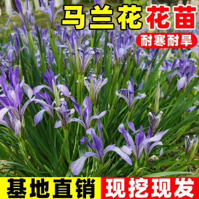 马兰花盆栽花苗马蔺耐寒马莲花庭