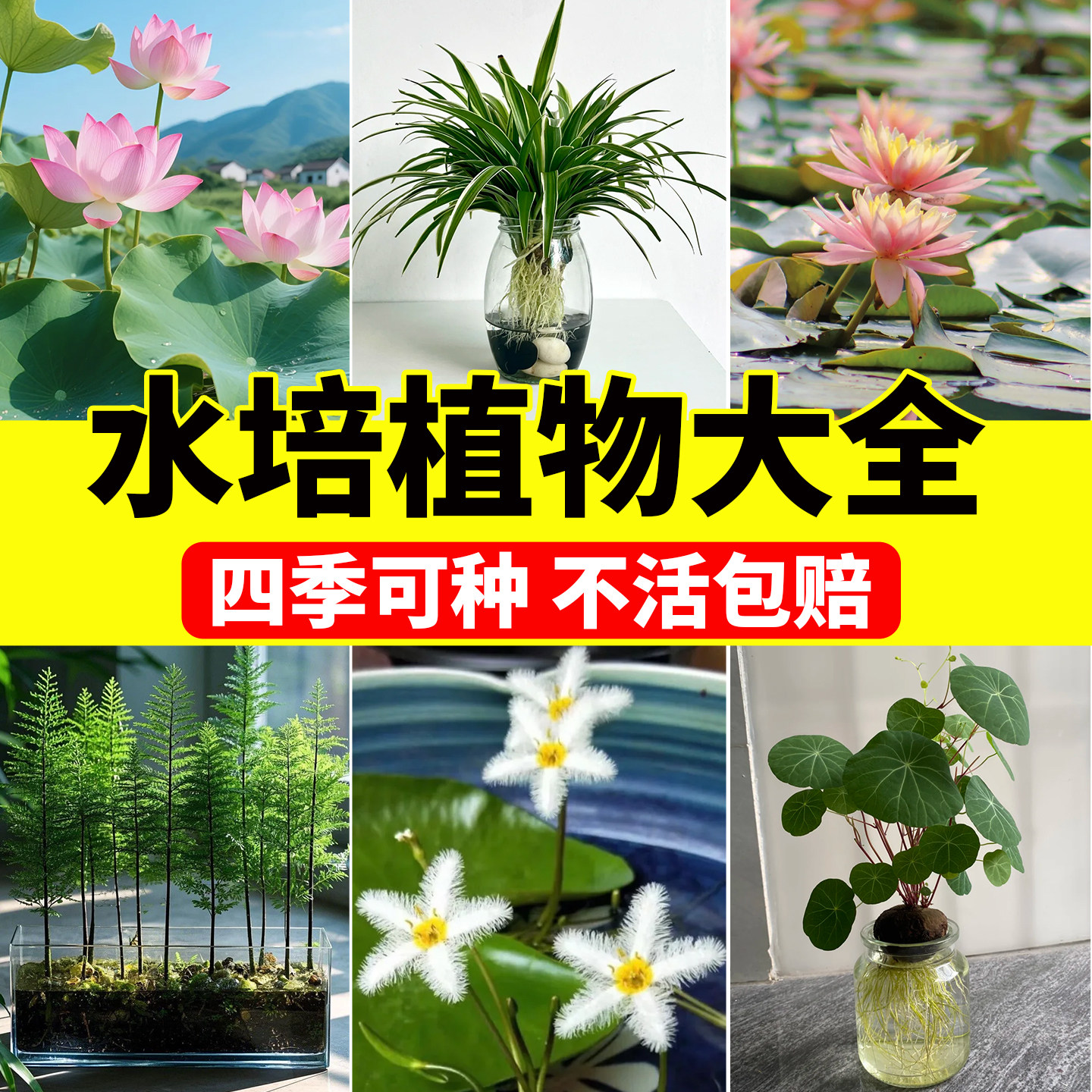 水培植物大全四季种植水竹绿植荷