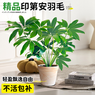 印第安羽毛蔓绿绒盆栽客厅阳台好养易活水培绿植室内四季常青植物