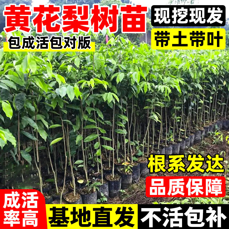 正宗海南黄花梨树苗四季种植小叶