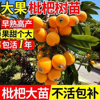 枇杷树嫁接果苗大果嫁接苗盆栽果