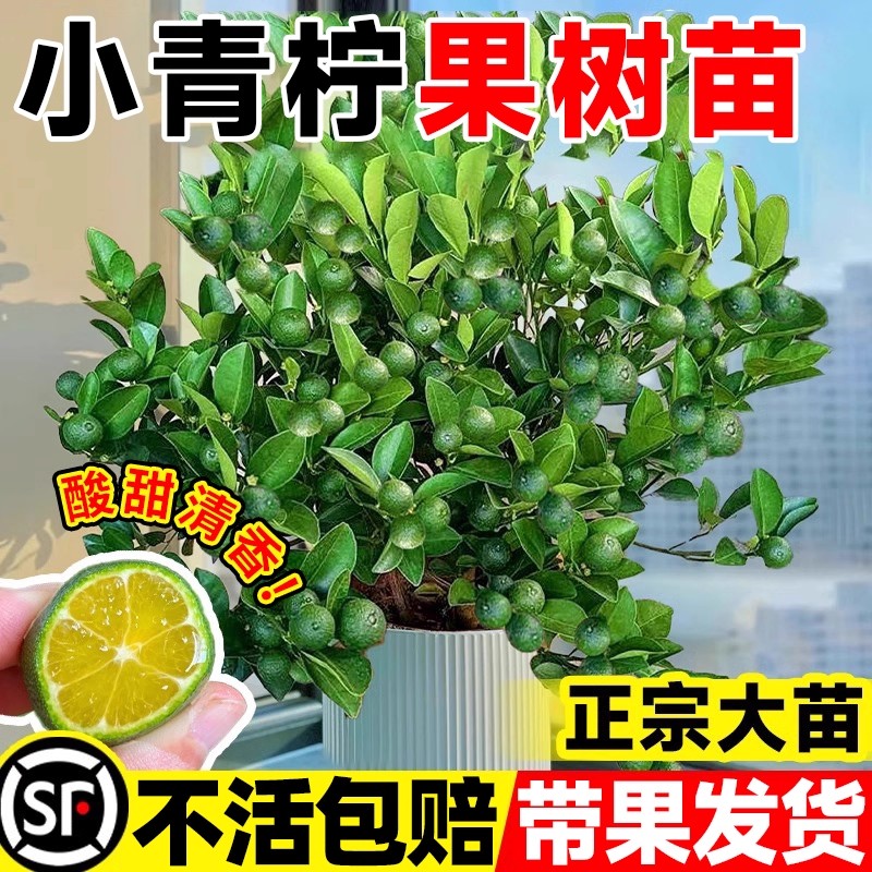 海南小青柠树苗带果客厅金桔盆栽