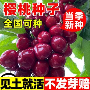 樱桃种子优质山樱桃种子果树种子毛樱桃种子车厘子种子大樱桃种籽