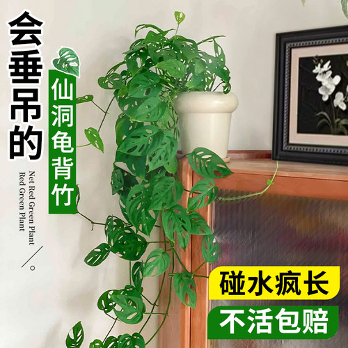 仙洞龟背竹盆栽爬藤植物