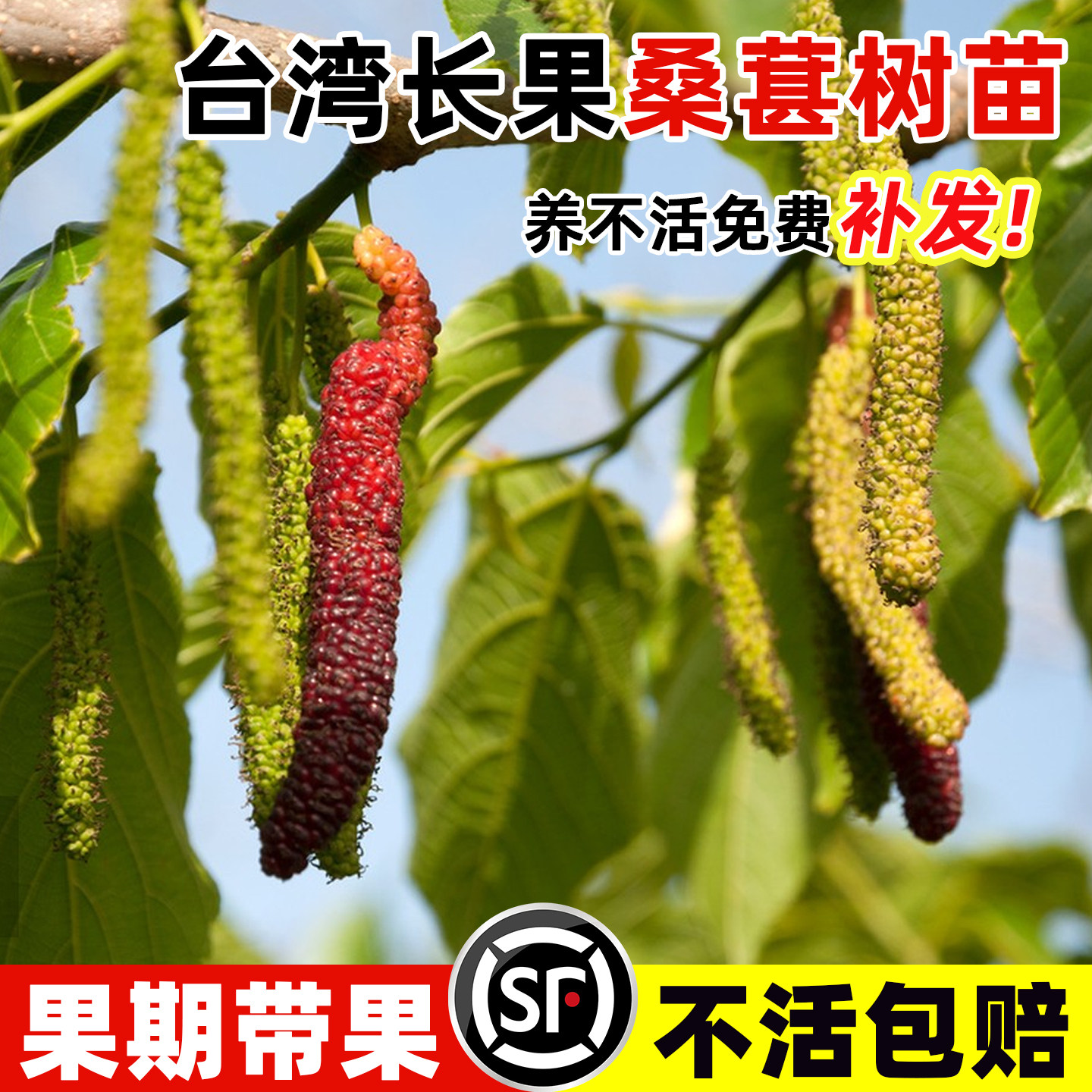 台湾长果桑葚树苗桑椹桑甚带果桑树活苗嫁接盆栽室内果树果苗阳台