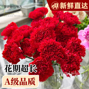 康乃馨鲜花顺丰次日达花束家用插花多头鲜切花卉批发云南基地直发
