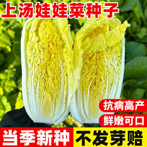 上汤娃娃菜高产黄白菜盆栽蔬菜种
