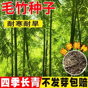 毛竹种子南北方观赏矮竹子苗庭篱笆黄金竹罗汉竹耐寒耐旱大型竹苗