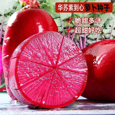 华苏紫到心萝卜种子紫皮包裹甜蜜