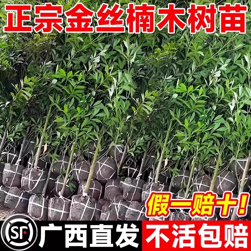 广西金丝楠木树苗正宗稀有珍贵庭