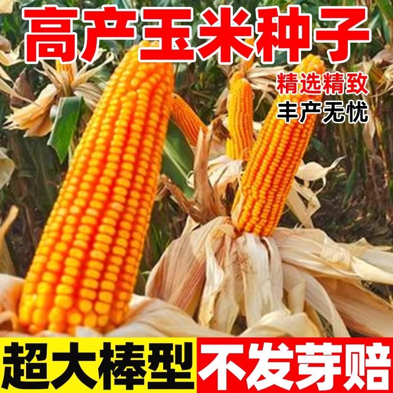 郑单958玉米种子高产饲料早熟大棒矮杆抗倒伏包谷种大田玉米种籽,鲜花速递/花卉仿真/绿植园艺,家庭园艺种子,淘宝优惠券,粉丝福利购,淘宝优惠卷