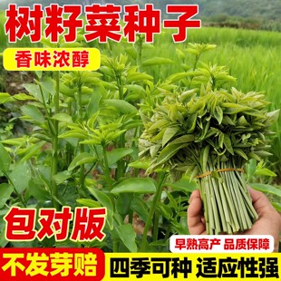 树仔菜种子阳台庭院种植阳台四季青菜苗树籽菜种籽天绿香菜苗盆栽
