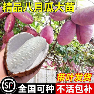 南北方种无籽八月瓜树苗当年结果易管理品种纯品质佳长势好优质苗