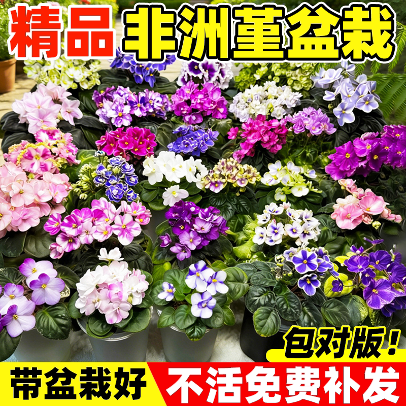 非洲堇盆栽室内客厅办公桌紫罗兰花耐阴连续开花卉四季好养绿植物