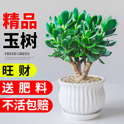 大叶玉树盆栽大盆老桩多肉植物