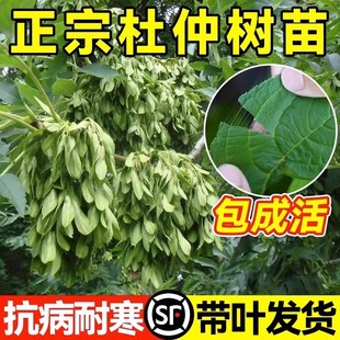 药用杜仲树苗药材种植苗庭院盆栽地栽中草药连翘酸枣四季果树果苗