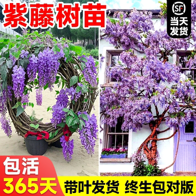 紫藤花树苗围墙四季易活爬藤植物