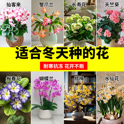 适合冬天种的花四季好养的室外