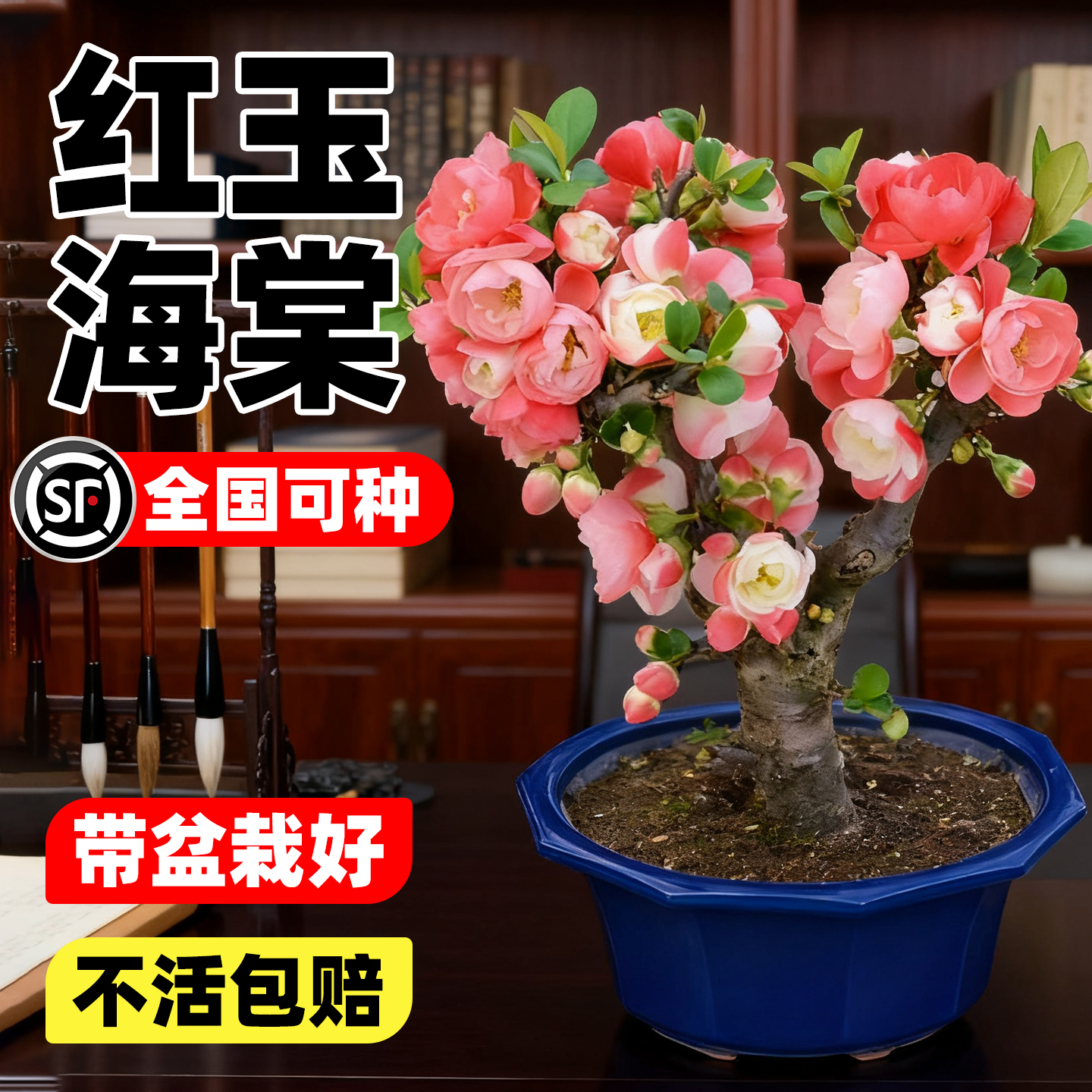 老桩红玉海棠花树苗盆栽盆景
