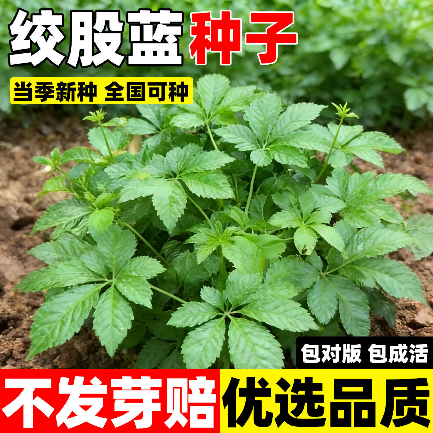 绞股蓝种子五叶参种籽苗五叶绞股蓝福音草平利绞股蓝龙须茶五叶胆